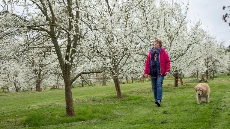 A visitor walking their dog on a lead between rows of Damson trees in blossom at Brockhampton, Herefordshire